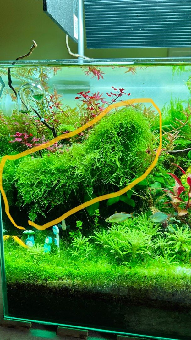 Moss for Aquariums | Live Aquatic Moss for Freshwater Aquariums (Taiwan  Moss)