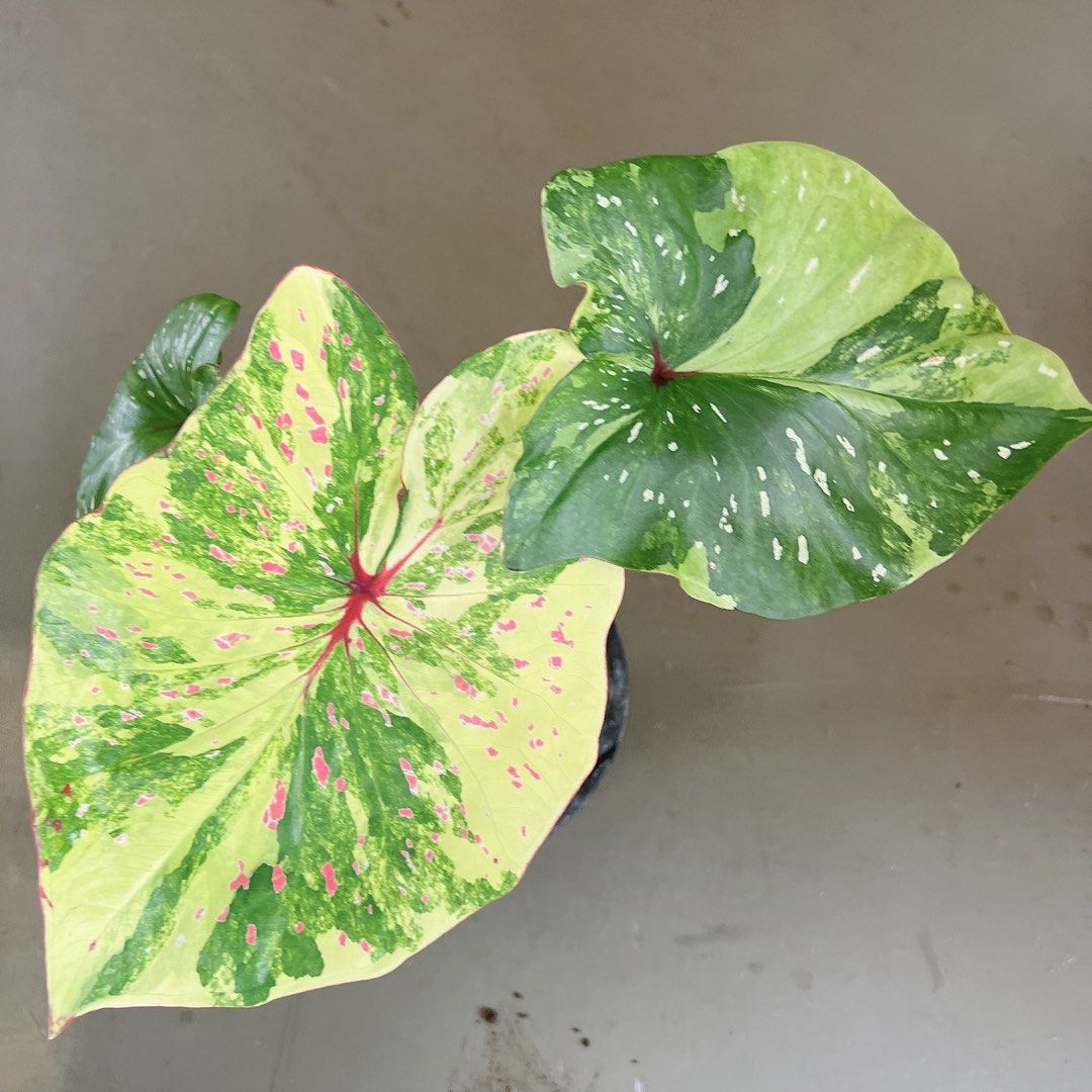 Jumbo variegated Caladium, Furniture & Home Living, Gardening, Plants ...