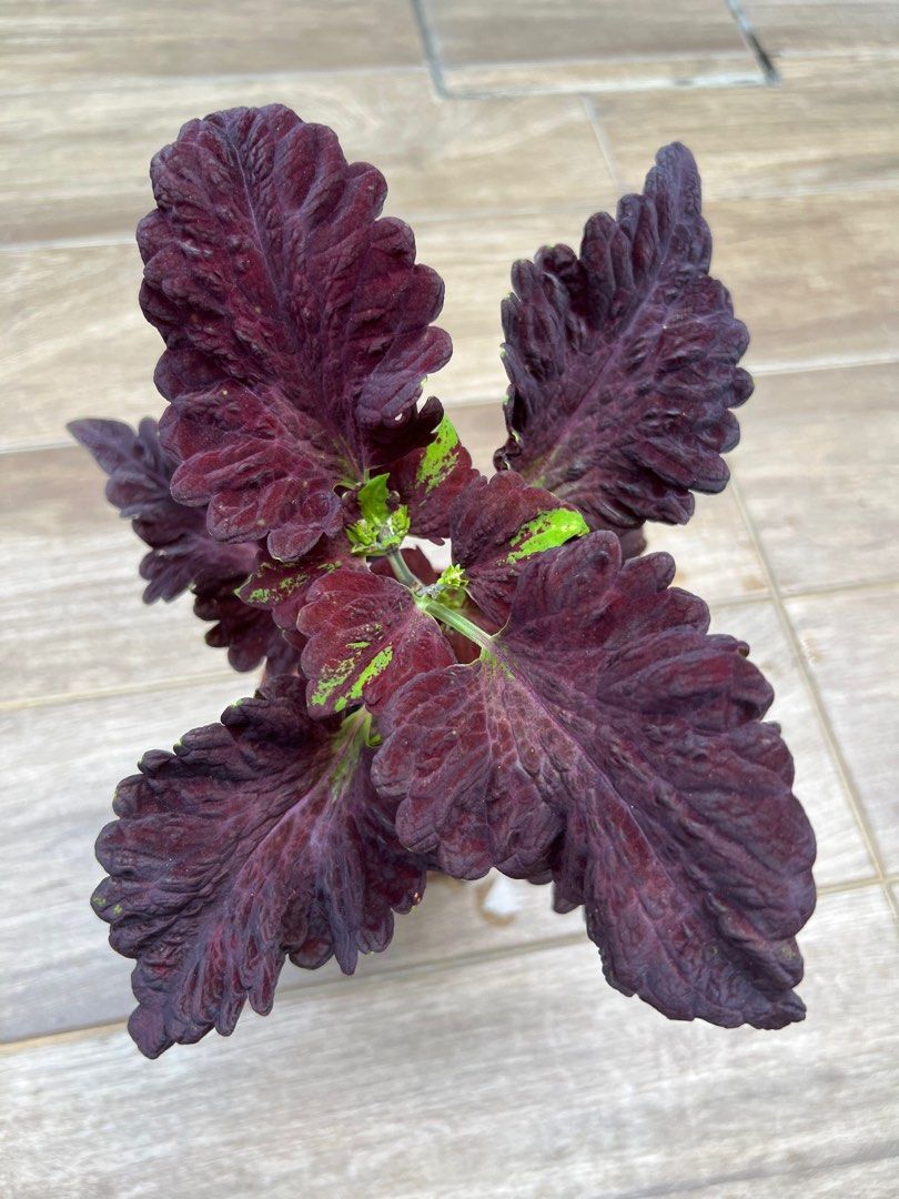 Coleus Black Dragon (rare variety), Furniture & Home Living, Gardening ...