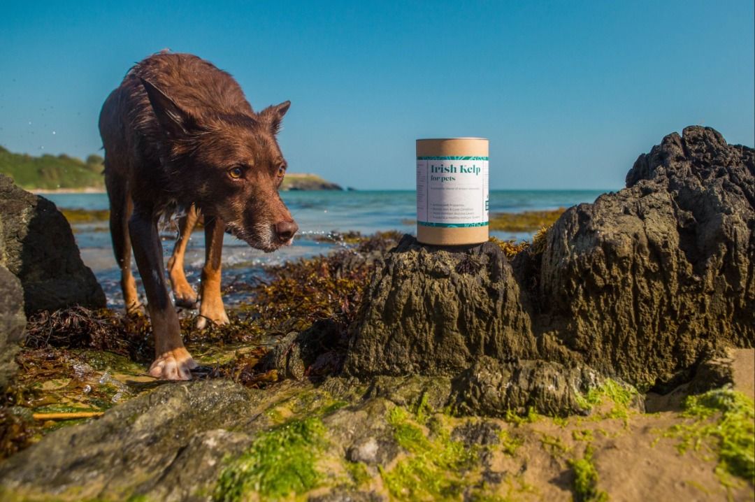 Dr Conor Brady of Pure Vet, Irish Kelp (150g) | Thyroid Iodine Skin ...