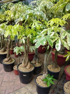 Grafted money tree variegated