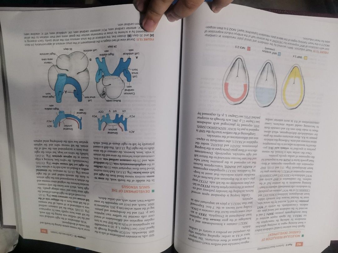 Langmann's Medical Embryology (Category: Textbooks) located in Valenzuela. Submitted by cesellsout (Listing ID 1248522529, Image 2). Description: 📣 For Sale: Langmann's Medical Embryology Reprint po ito pdf Mura na po ito compare magpaprint na colored 2pesos/page then ipa bookbind RFS: emptying shelf po with few higlights as posted shipping via J&T, lalamove muna po MOP: Gcash, cash, bdo/bpi Please feel free to chat for more info. Salamat po 😃.