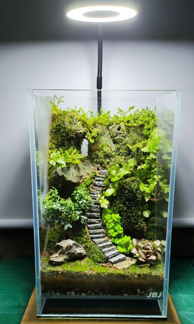 Terrarium, Furniture & Home Living, Gardening, Plants & Seeds on Carousell