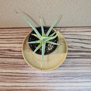 (Category: ) located in . Submitted by succacti (Listing ID 1248695964, Image 1). Description: .
