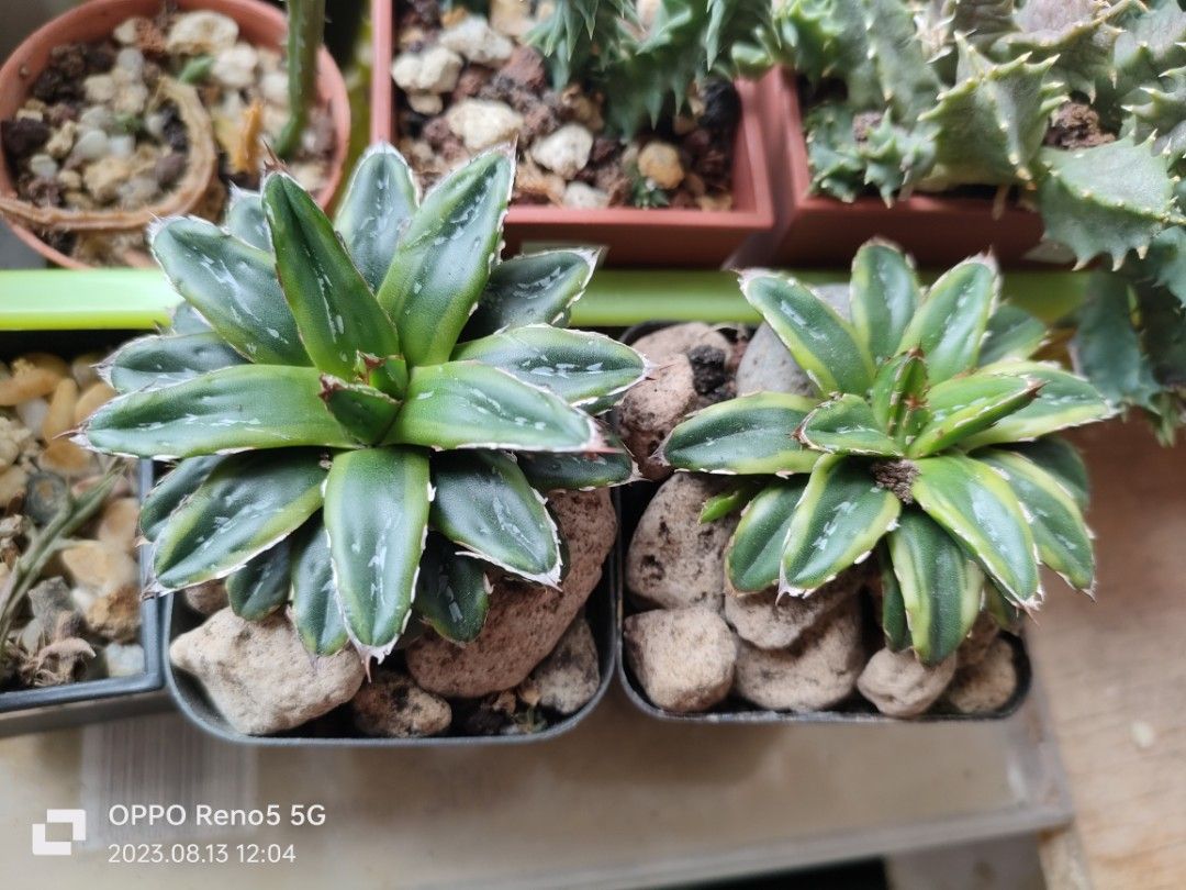 Agave victoriae-reginae variegata 176 Agave Victoriae-Reginae