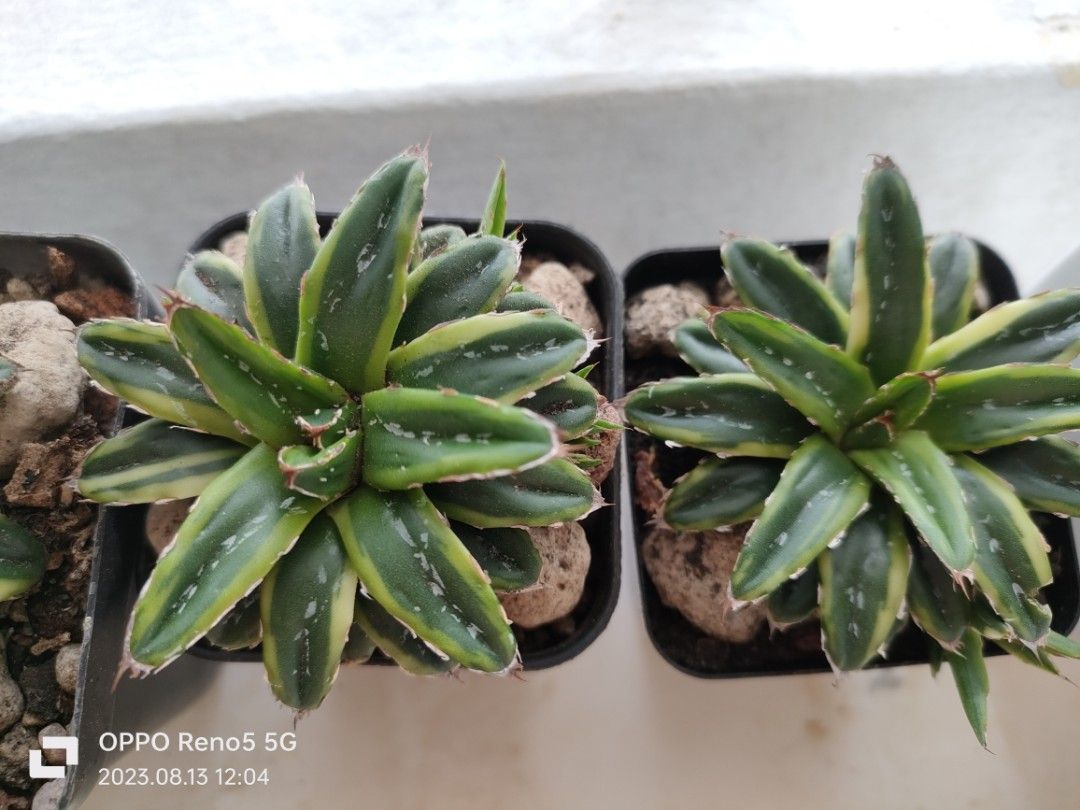 140 Agave Victoriae Reginae Fotografías de stock, fotos e imágenes 140 Agave Victoriae Reginae Fotografías de stock, fotos e imágenes