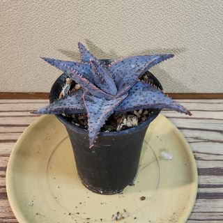 (Category: ) located in . Submitted by succacti (Listing ID 1248694990, Image 1). Description: .