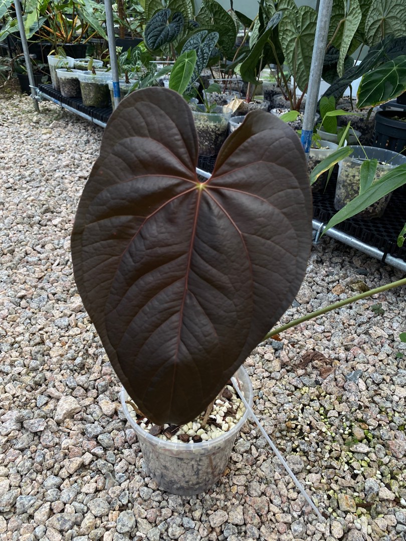 Anthurium Queen of Hearts Anthurium Queen of Hearts
