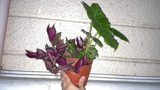FOR SALE 3 in 1 Pot - Philodendron Paraiso Verde, Wandering Jew, Pansit-pansitan / Ulasimong-Bato
