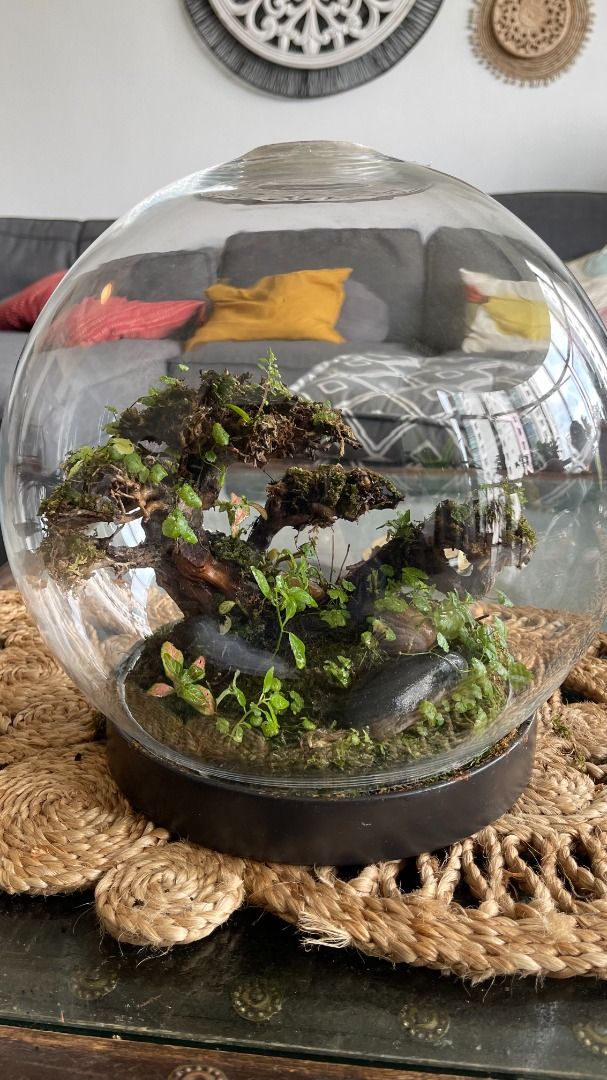 Terrarium, Furniture & Home Living, Gardening, Plants & Seeds on Carousell