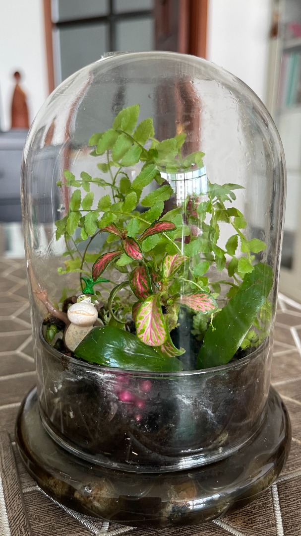Terrarium, Furniture & Home Living, Gardening, Plants & Seeds on Carousell