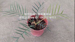 魚骨蔓綠絨.天南星科.台南.雨林植物.觀葉植物
