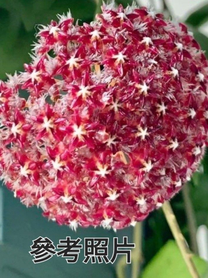 Hoya Mindorensis Red （分類：植物及種子）位於 Hong Kong。 由 Carol 提交（商品編號 1248942277，圖片 2）。簡介： 5吋直徑吊盆 紅色花 易種 易打理。