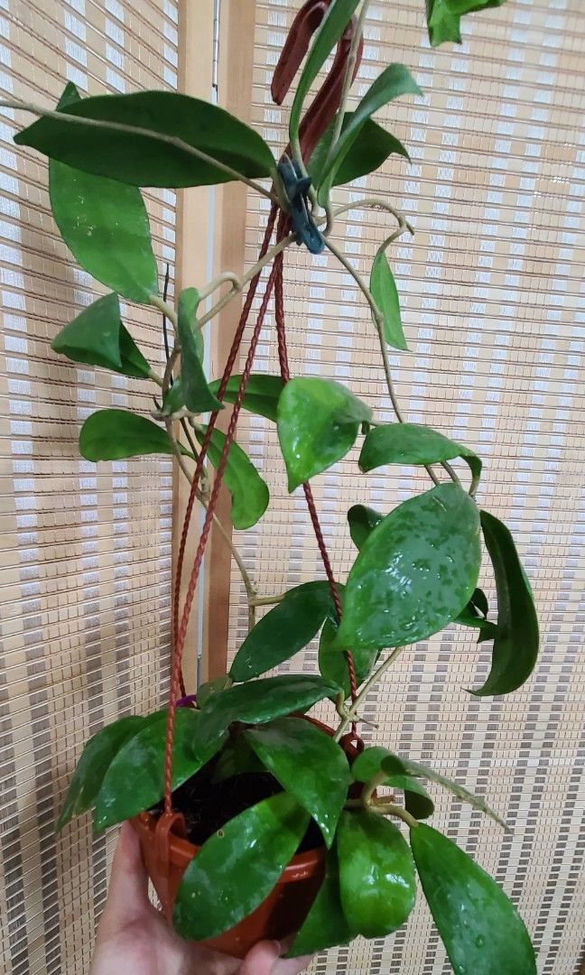 Hoya Mindorensis Red （分類：植物及種子）位於 Hong Kong。 由 Carol 提交（商品編號 1248942277，圖片 1）。簡介： 5吋直徑吊盆 紅色花 易種 易打理。