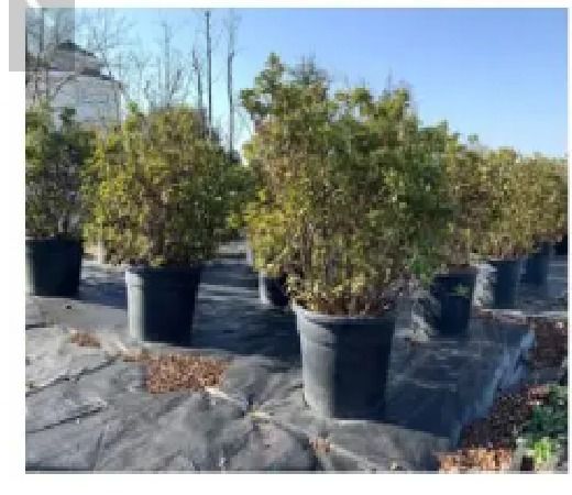 Potted Plants Gallon Pot Plastic Nursery Tray Garden Flowerpots Plant ...