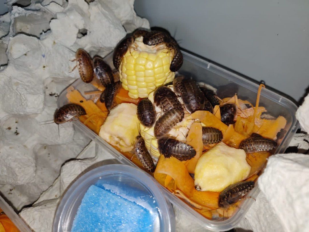 Dubia Roaches, Pet Supplies, Pet Food on Carousell