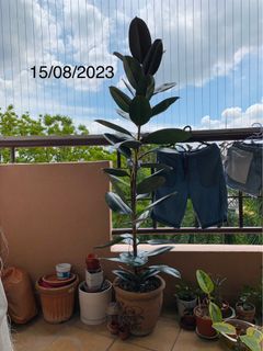 (Category: ) located in . Submitted by ecorner (Listing ID 1197153764, Image 1). Description: .
