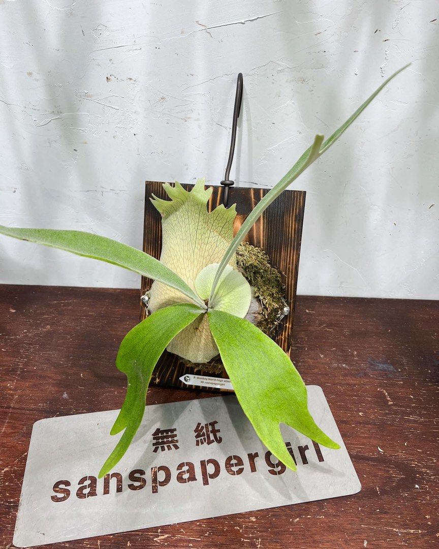 親株Monkey north high P.Monkey North Hige Shield ビカクシダ shield