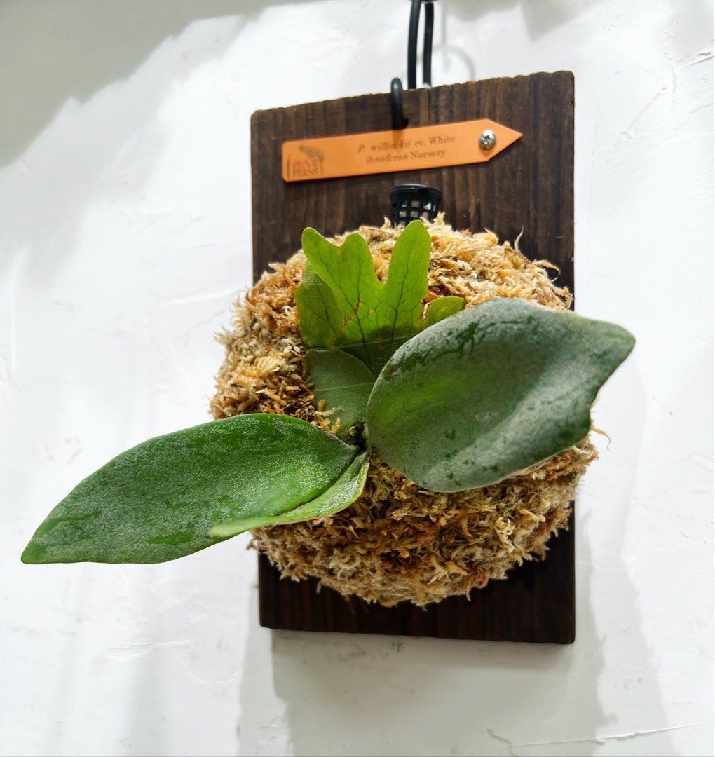 P.Paul whiter(P.willinckii x P.paulwebber) @bikamori.com