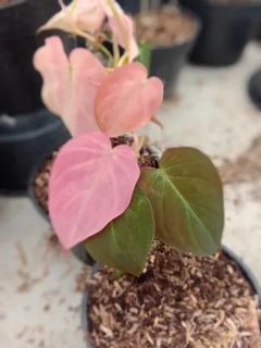philodendron mican pink