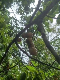 Rambutan & dokong