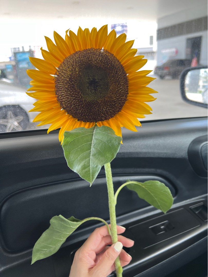 Sunflower 🌻 (Category: Plants & Seeds) located in Bukit Mertajam. Submitted by roastedturmeric (Listing ID 1249148065, Image 3). Description: Freshly from the garden RM7 for one 🌻 RM 13 for two 🌻 🌻 Pick up location : only Icon city Bukit Mertajam. .