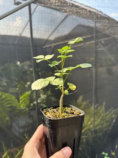 （分類：）位於 。 由 Nothing_special852 提交（商品編號 1242078032，圖片 1）。簡介： 。