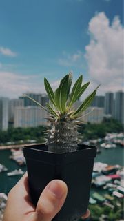 （分類：）位於 。 由 kurtnmayer 提交（商品編號 1249336056，圖片 1）。簡介： 。
