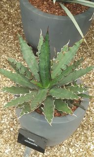 （分類：）位於 。 由 ckyalan 提交（商品編號 1249388849，圖片 1）。簡介： 。