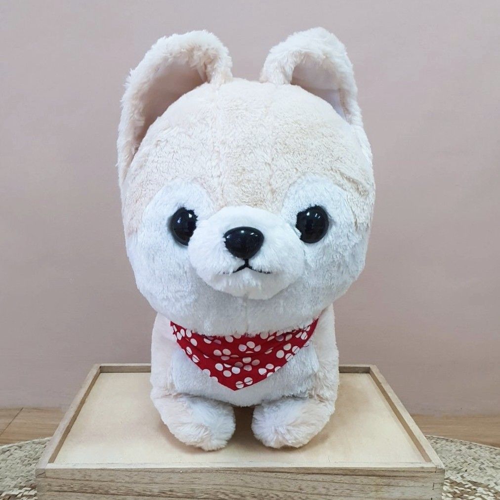 Amuse shiba deals