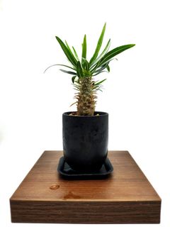 （分類：）位於 。 由 walternplant 提交（商品編號 1249348800，圖片 1）。簡介： 。