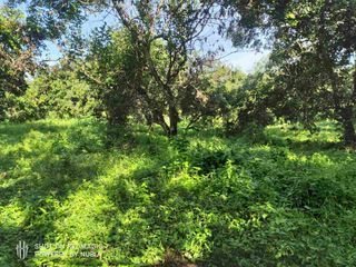 ❗FOR LEASE: AGRICULTURAL LAND with fruit bearing trees 🌳🌳🌳