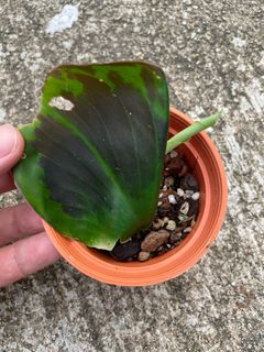 (Category: ) located in . Submitted by gardenparadisesgp (Listing ID 1249418422, Image 1). Description: .