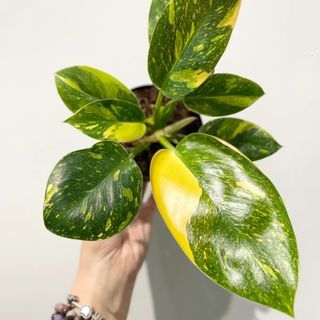Philodendron Green Congo Variegated