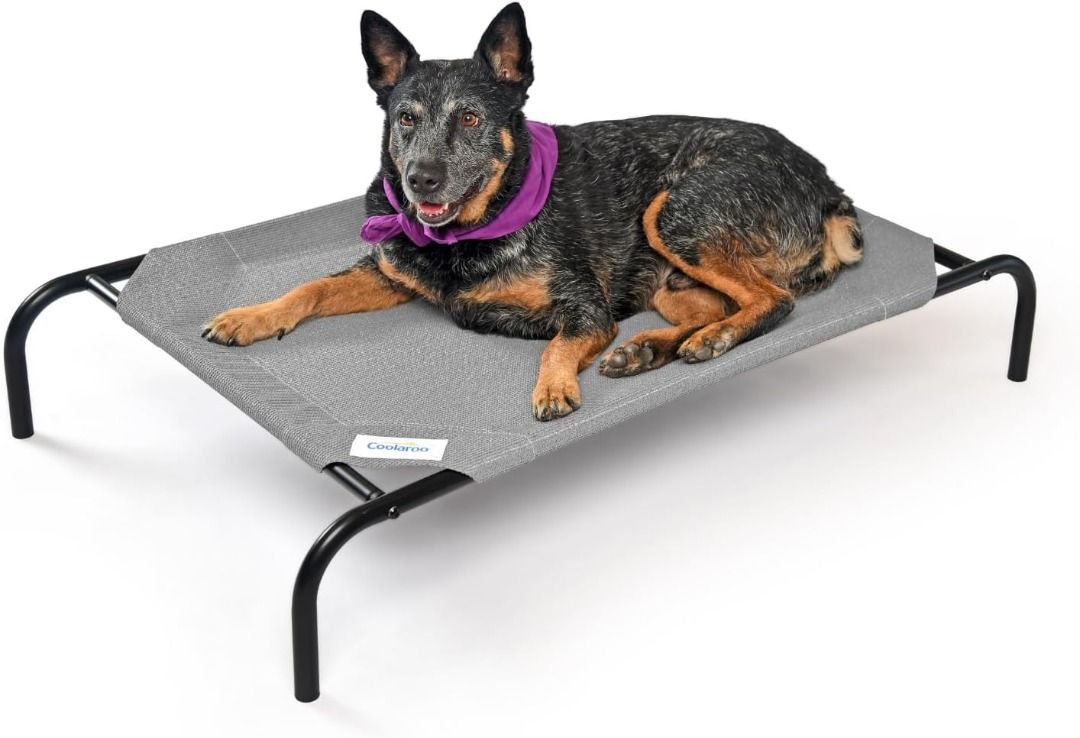 Elevated pet sales bed near me