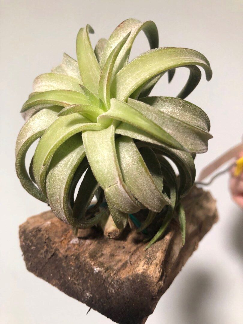 Tillandsia Vanhyningii Minor 速達発送 Vanhyningii minor × Apretado 速達発送 - メルカリ