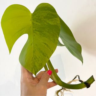 (Category: ) located in . Submitted by wwplants (Listing ID 1249472861, Image 1). Description: .