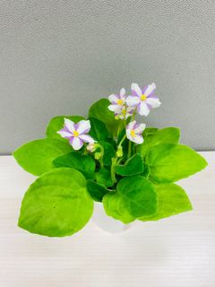 （分類：）位於 。 由 ellioo 提交（商品編號 1249550069，圖片 1）。簡介： 。