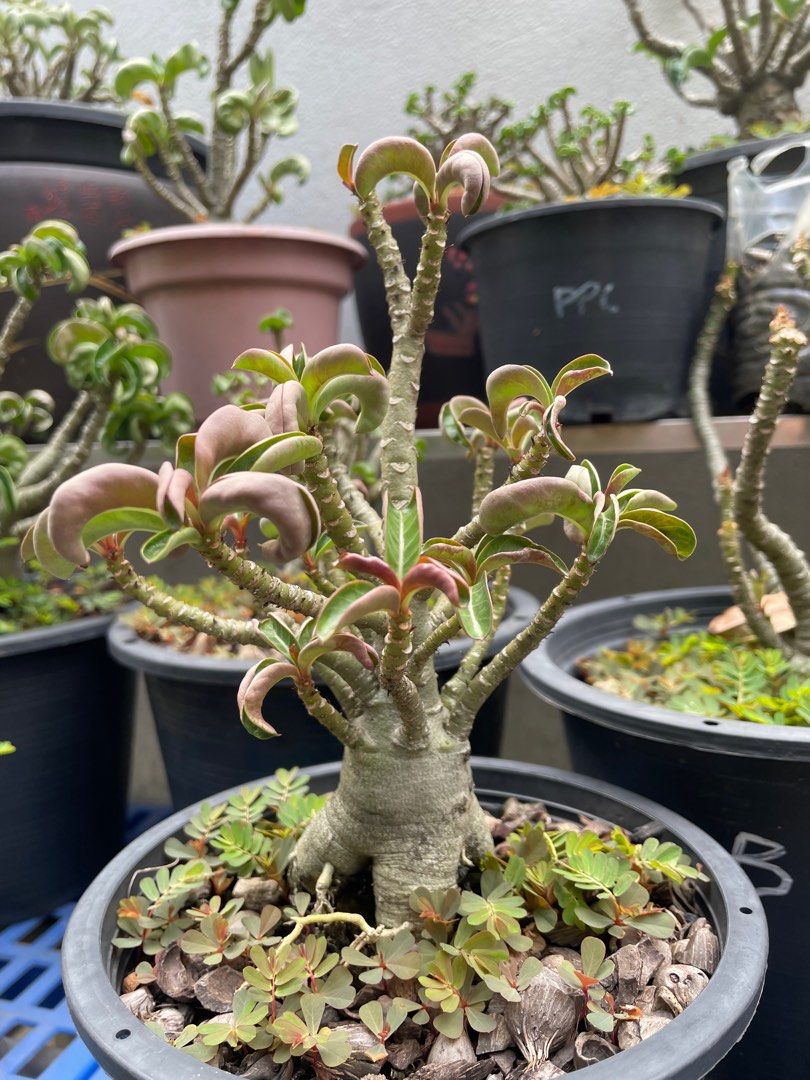 Dorset horn adenium DHA, Furniture & Home Living, Gardening, Plants ...