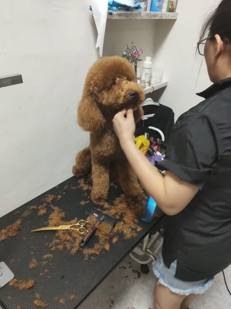 PET GROOMING SERVICES ( BY A PROFESSIONAL GROOMER EXPERIENCED MORE THAN ...