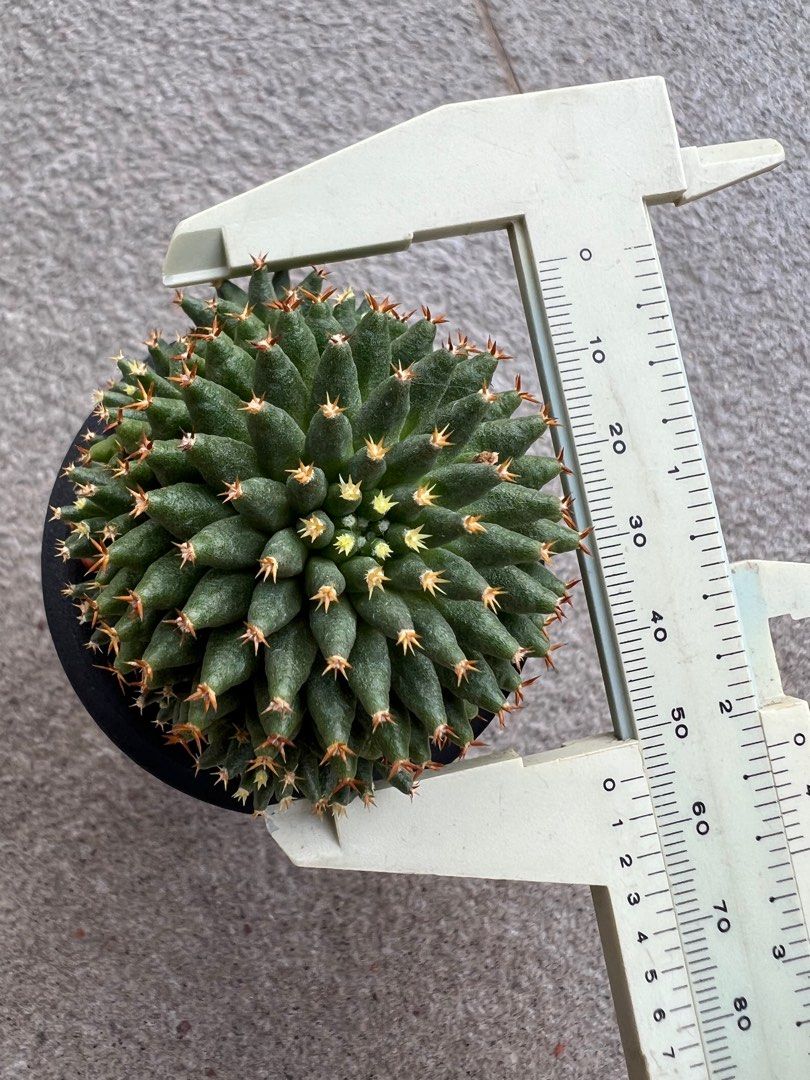 Mammillaria camptotricha cv bru, Furniture & Home Living, Gardening ...
