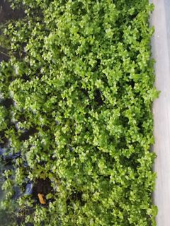 (Category: ) located in . Submitted by seng970 (Listing ID 1249551530, Image 1). Description: .