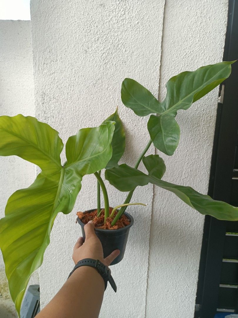 Philodendron Barrosoanum, Furniture & Home Living, Gardening, Plants &  Seeds on Carousell