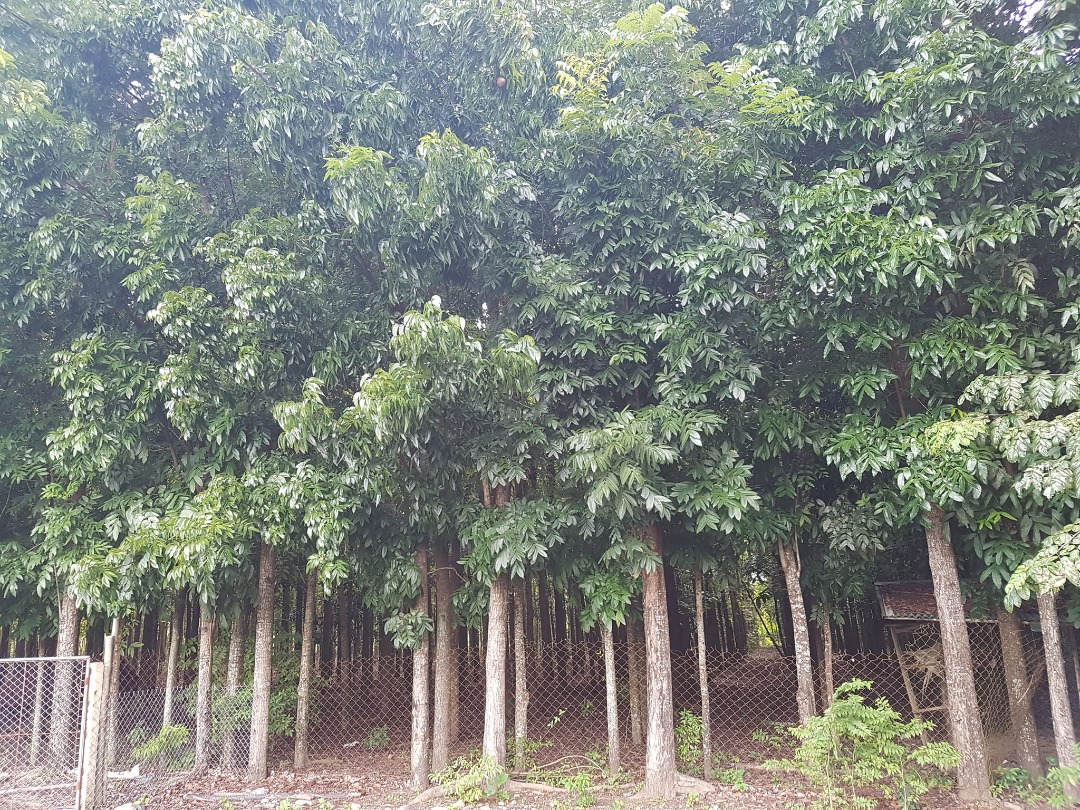 Mahogany trees on Carousell