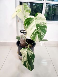 (Category: ) located in . Submitted by variegata (Listing ID 1249630431, Image 1). Description: .