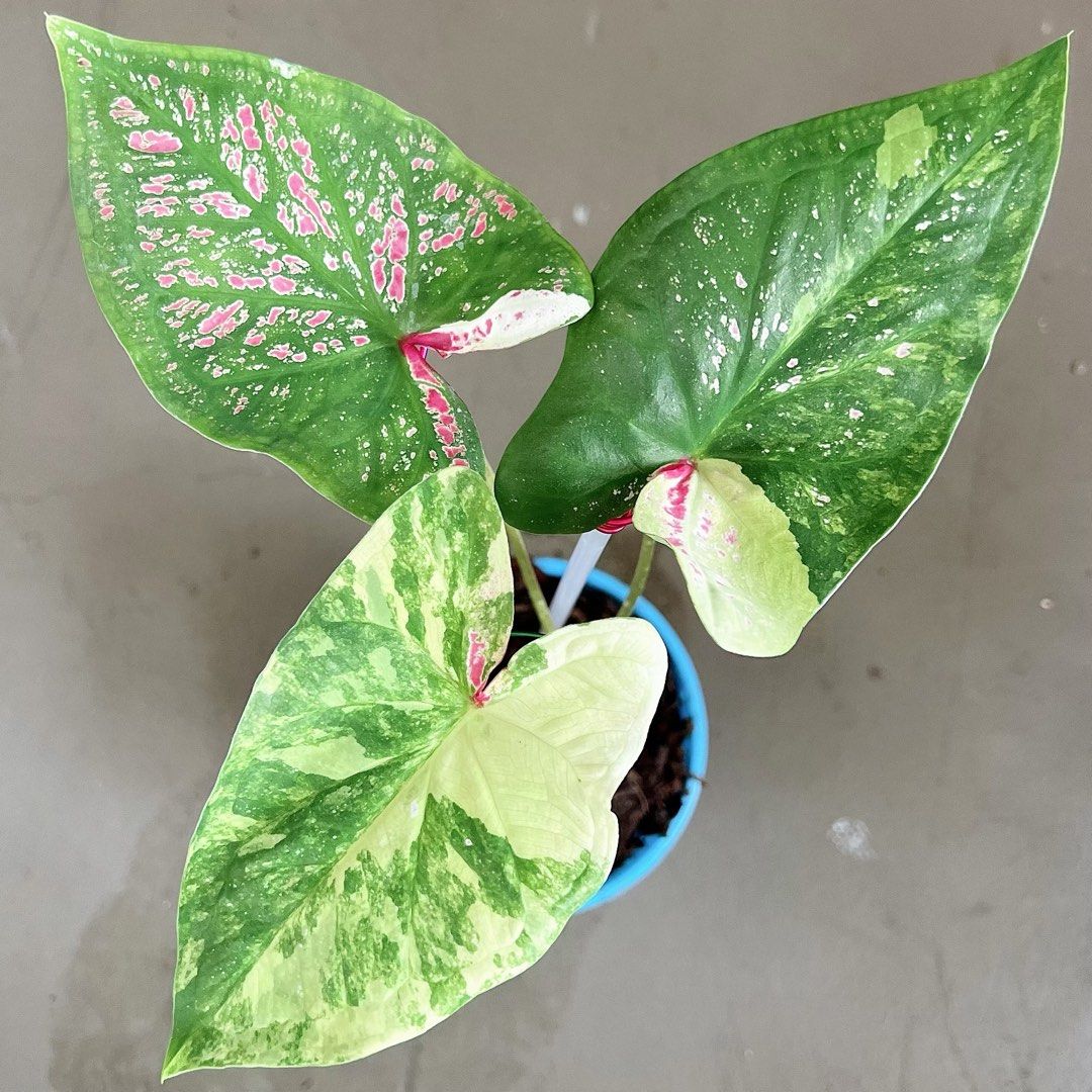 Variegated Caladium, Furniture & Home Living, Gardening, Plants & Seeds ...