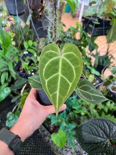 Anthurium magnificum hybrids