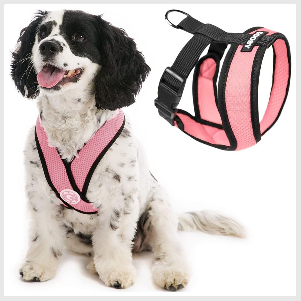 Extra small dog harness online