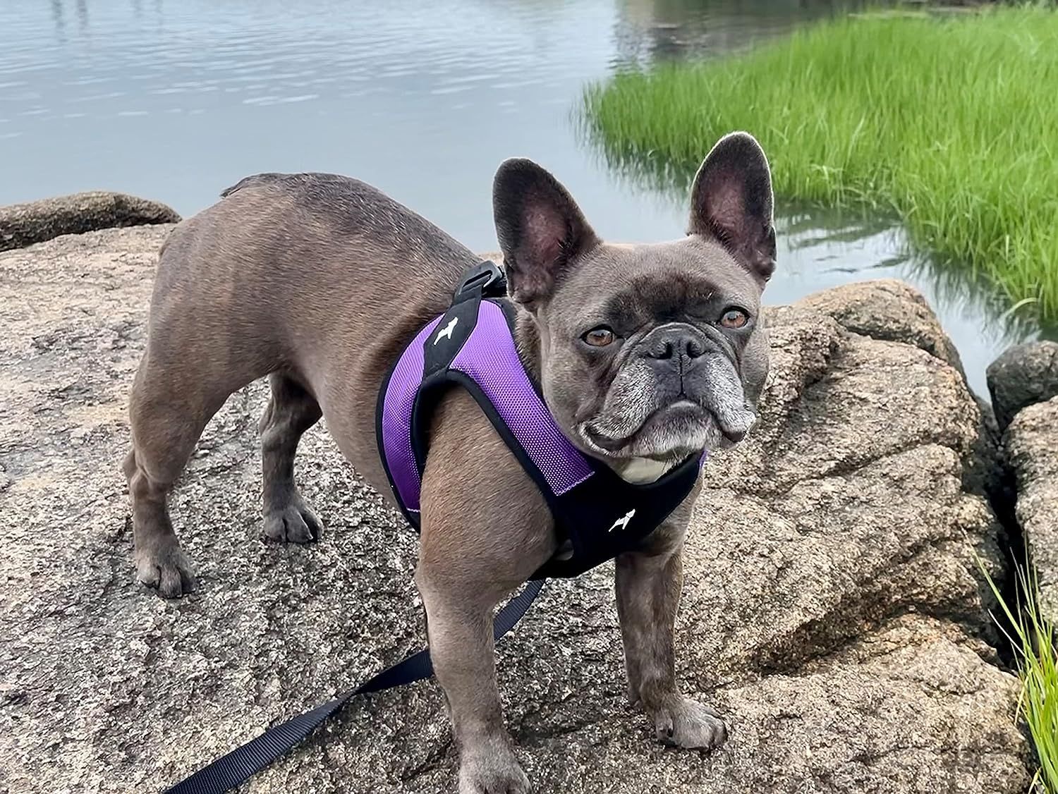 Gooby Escape Free Easy Fit Harness Purple, Small No Pull Step-in  Patented Small Dog Harness