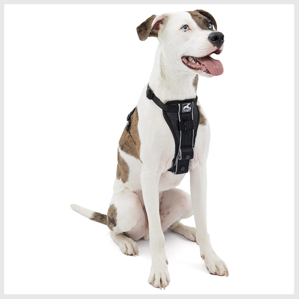 No pull hotsell dog harness petco
